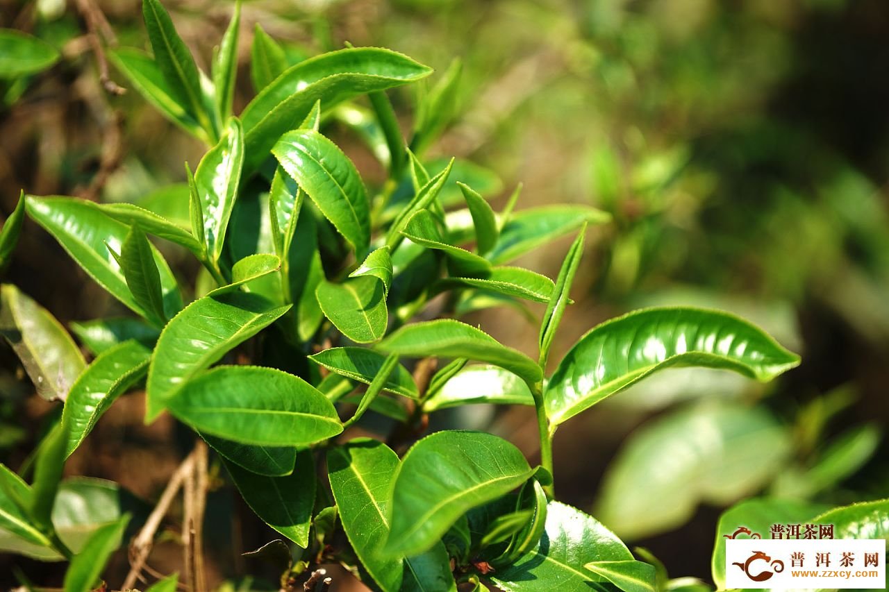 【普洱茶网】临沧冰岛茶特点